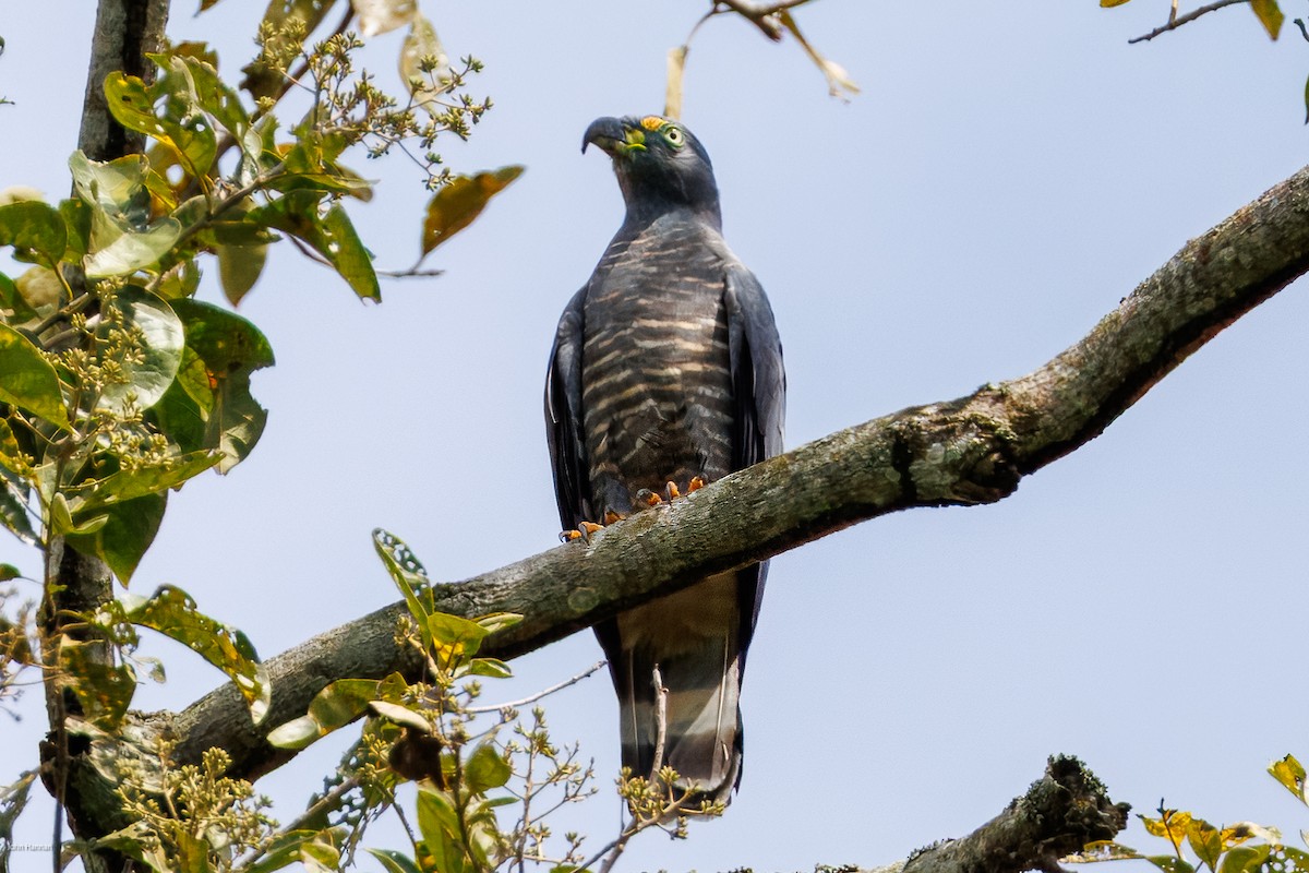 Hook-billed Kite - ML632537698