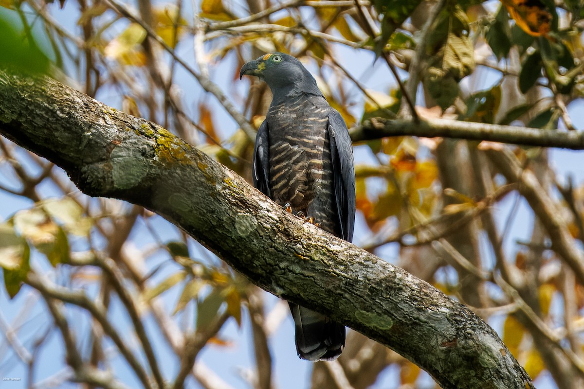 Hook-billed Kite - ML632537699