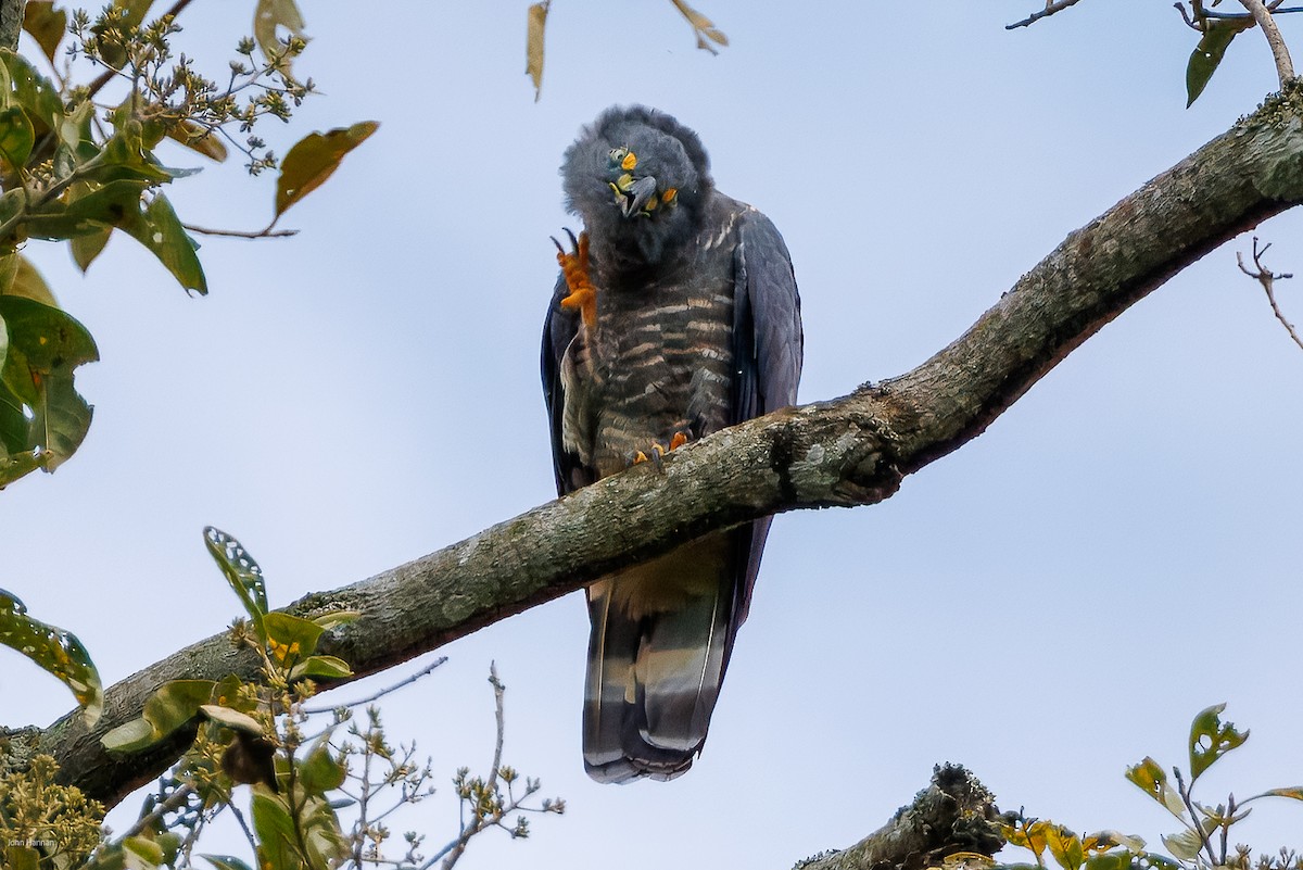 Hook-billed Kite - ML632537700