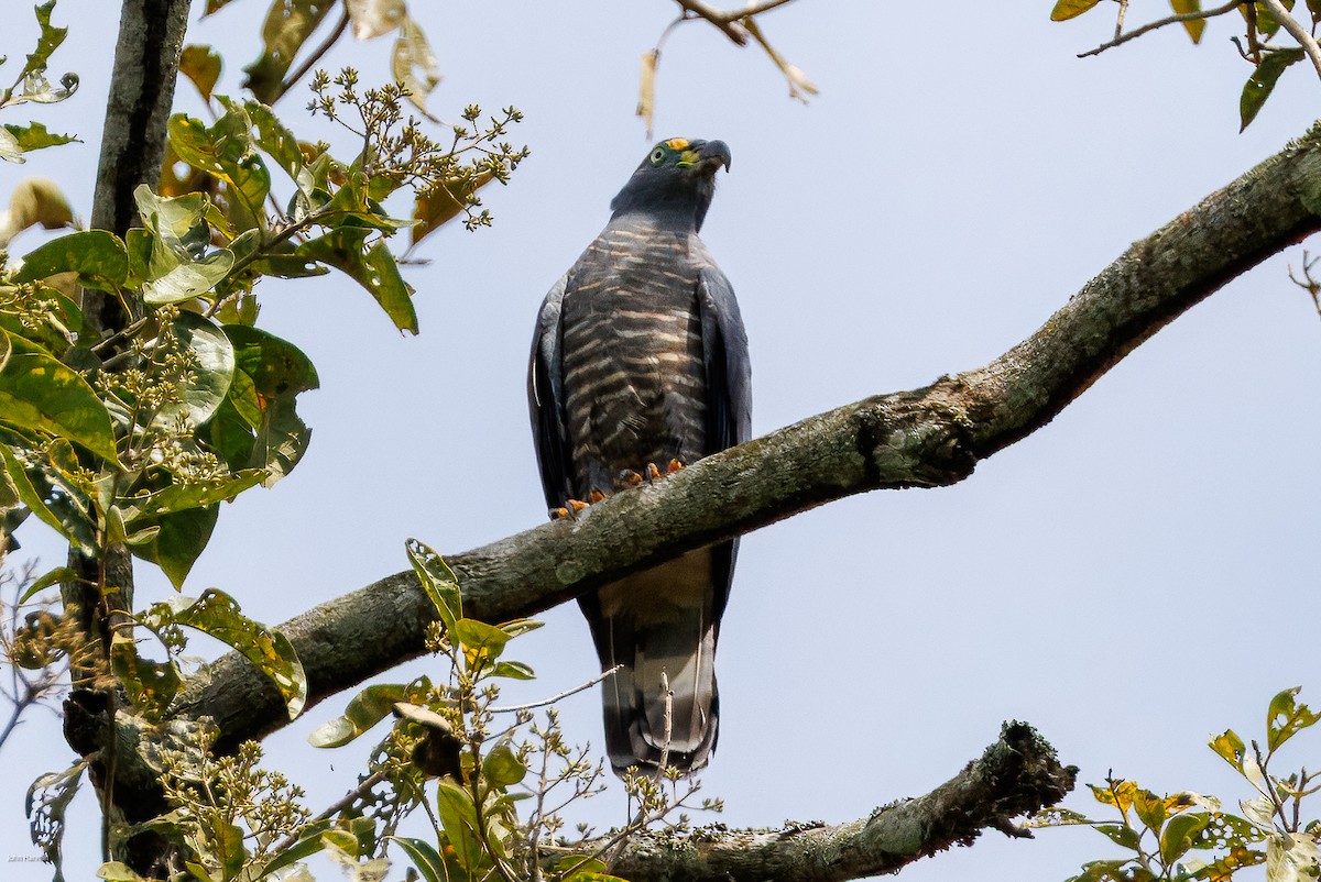 Hook-billed Kite - ML632537701