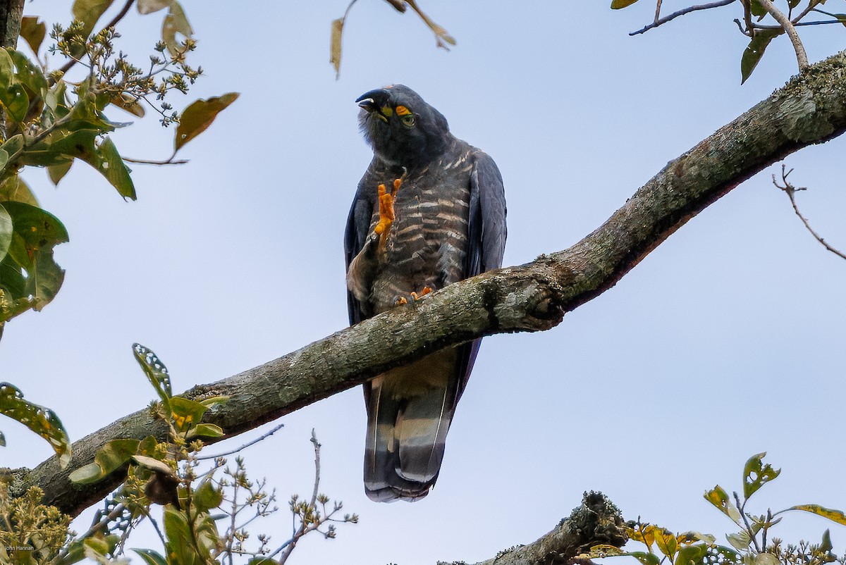 Hook-billed Kite - ML632537702