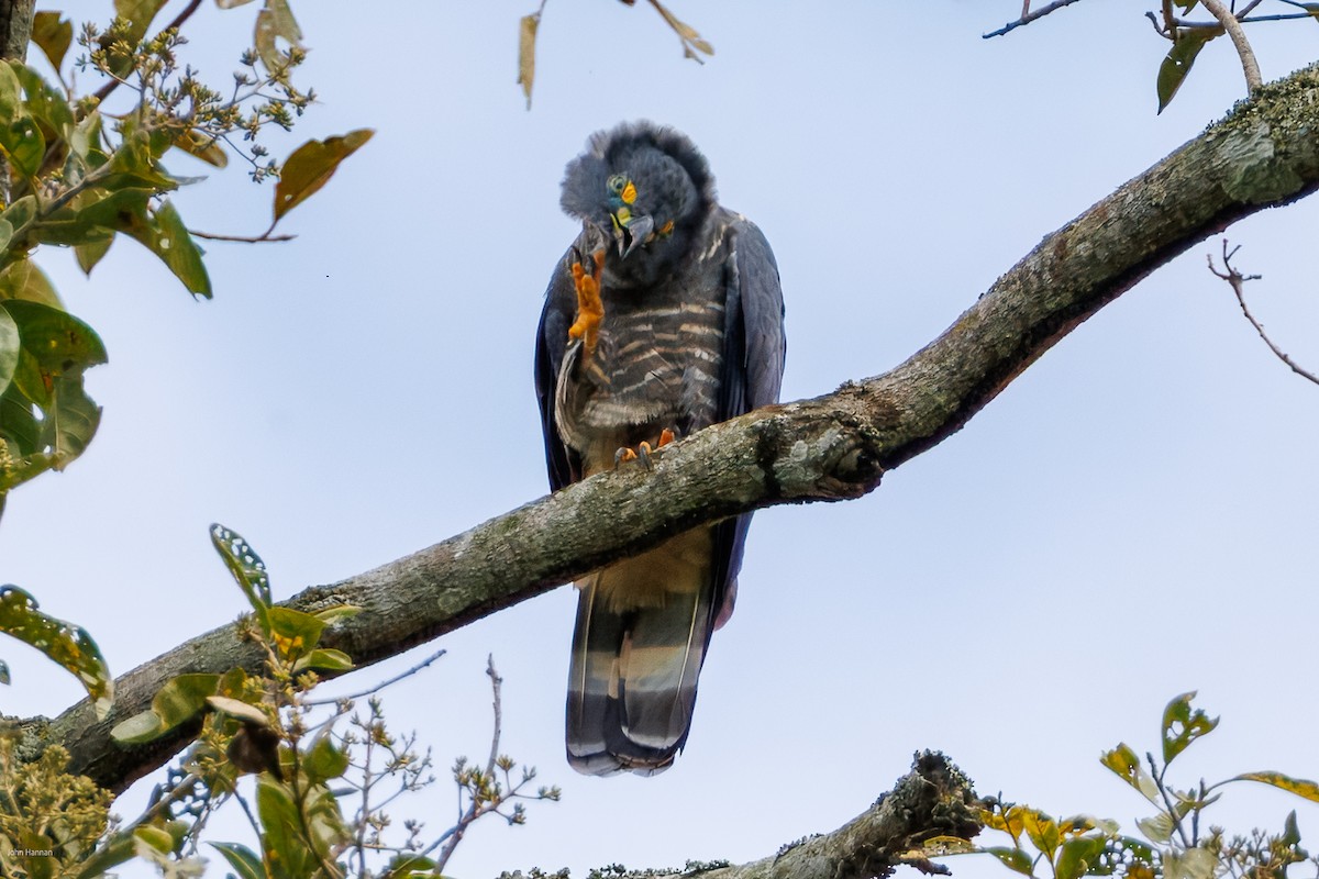 Hook-billed Kite - ML632537703