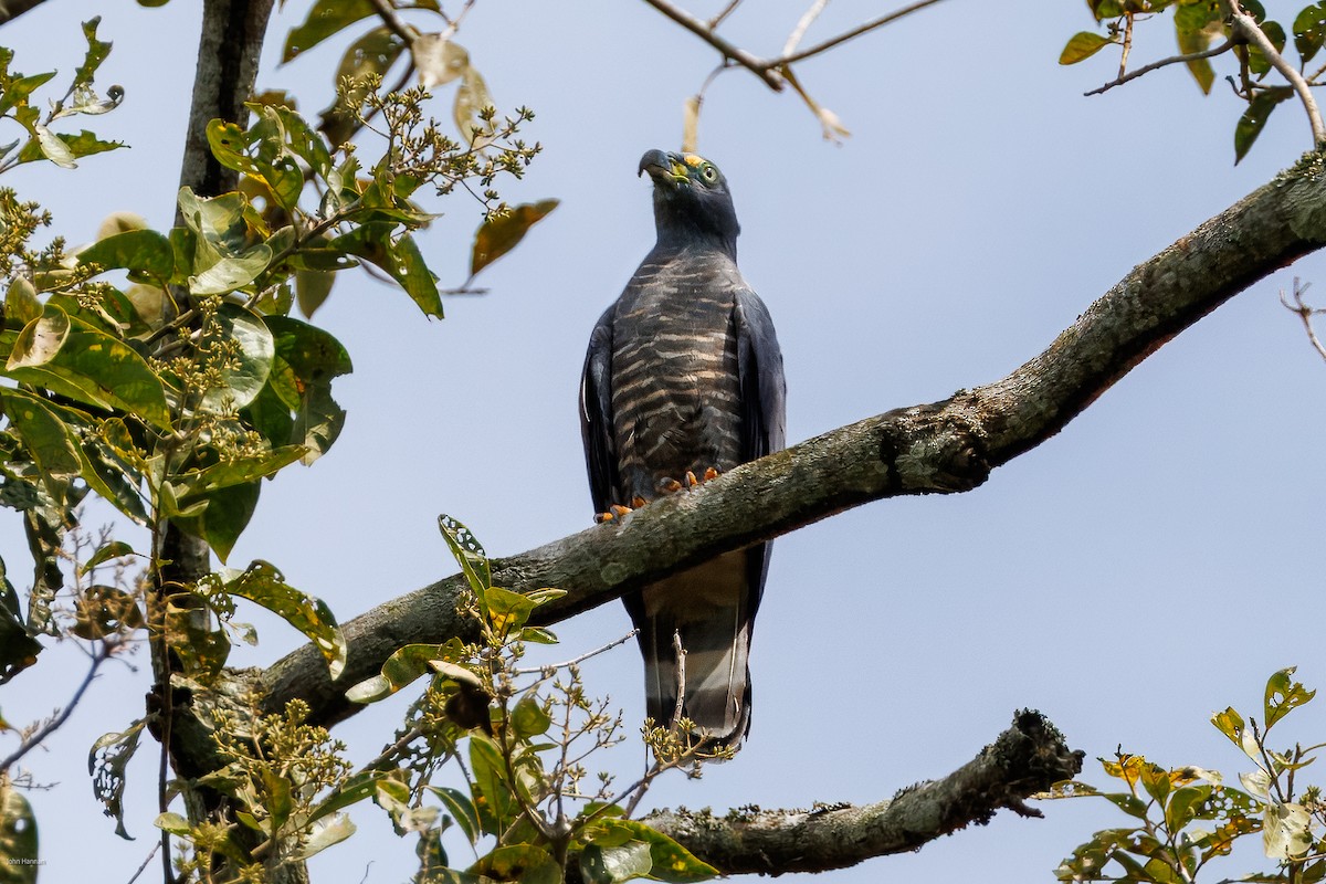 Hook-billed Kite - ML632537704