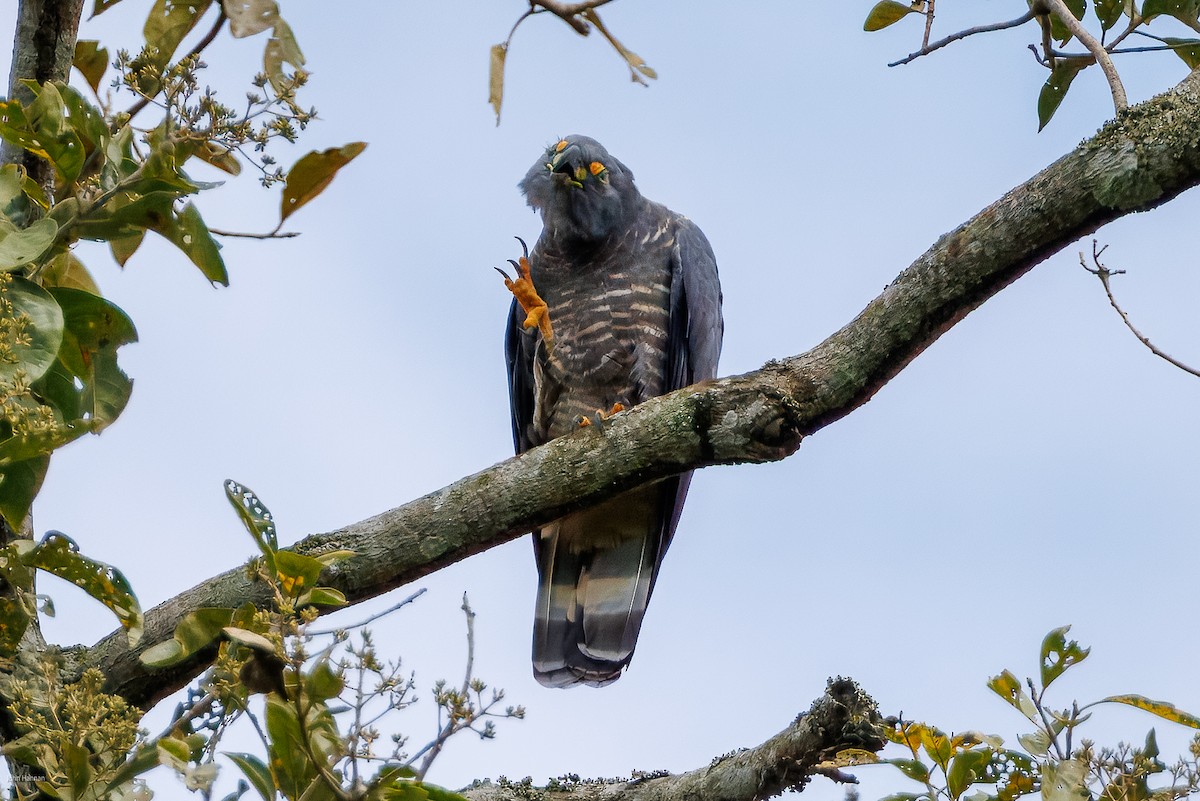 Hook-billed Kite - ML632537705