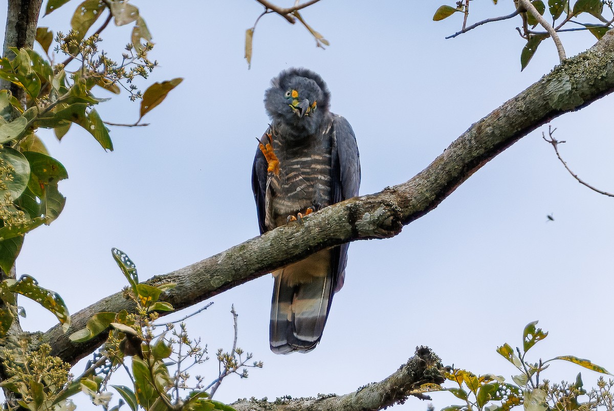 Hook-billed Kite - ML632537707