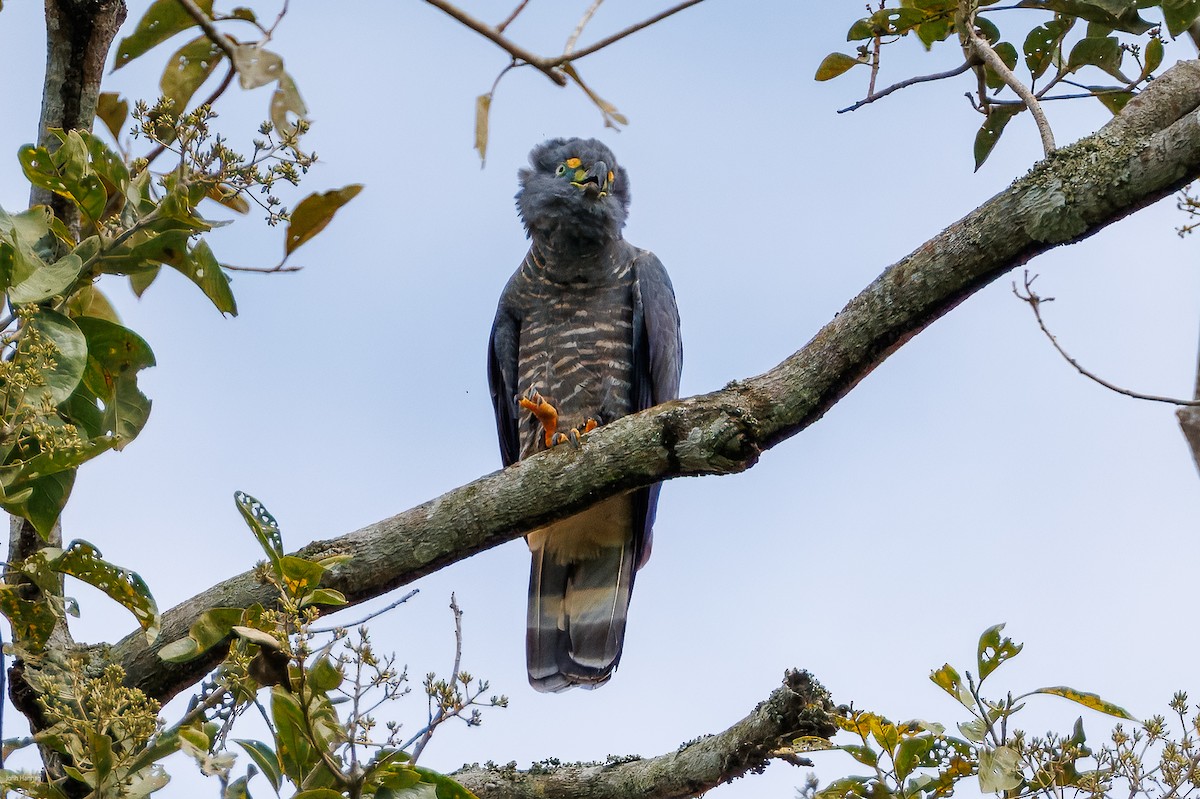 Hook-billed Kite - ML632537708