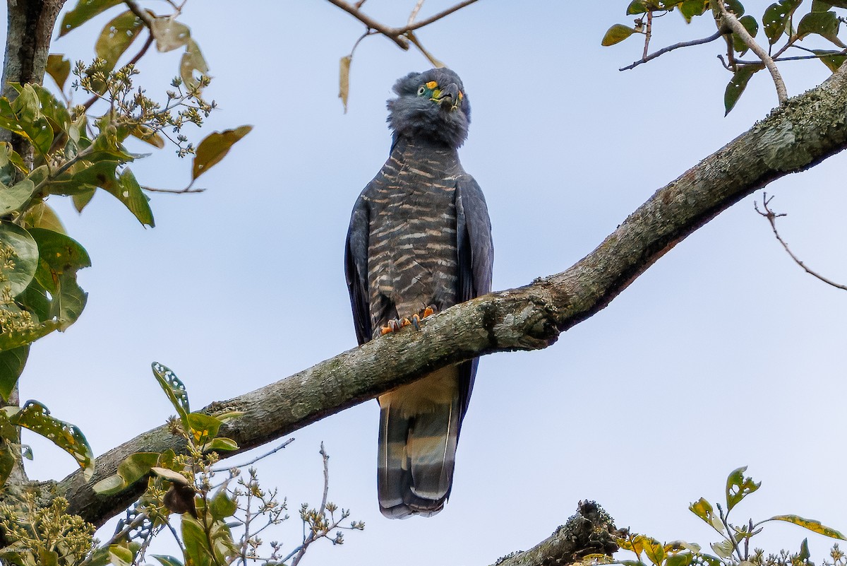 Hook-billed Kite - ML632537709