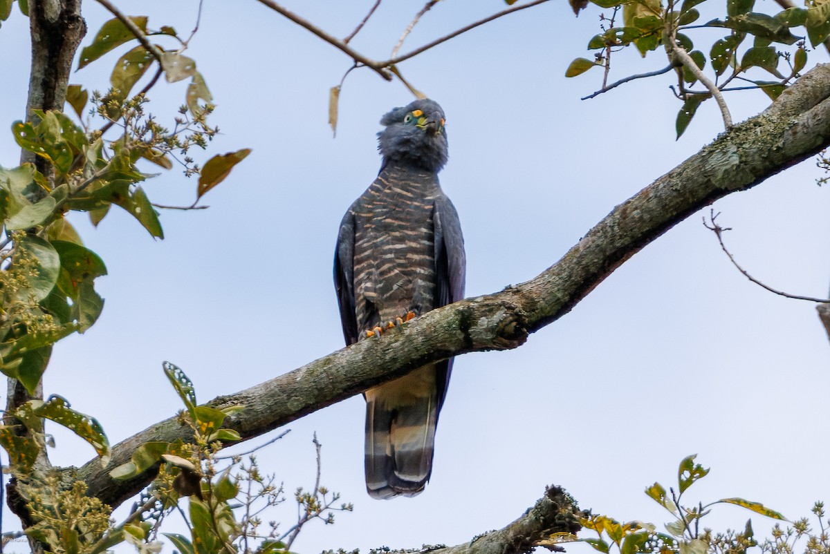 Hook-billed Kite - ML632537710