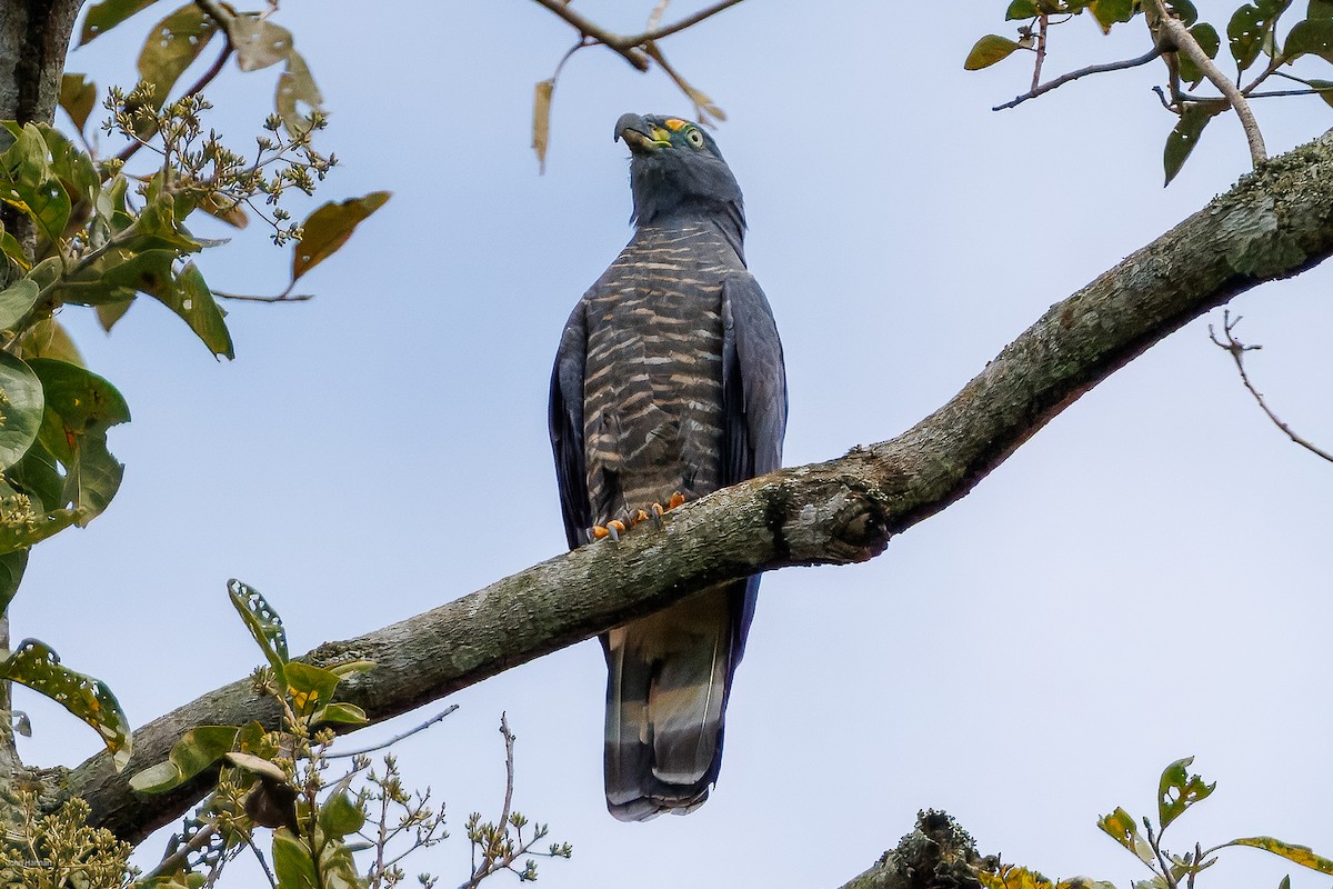 Hook-billed Kite - ML632537712