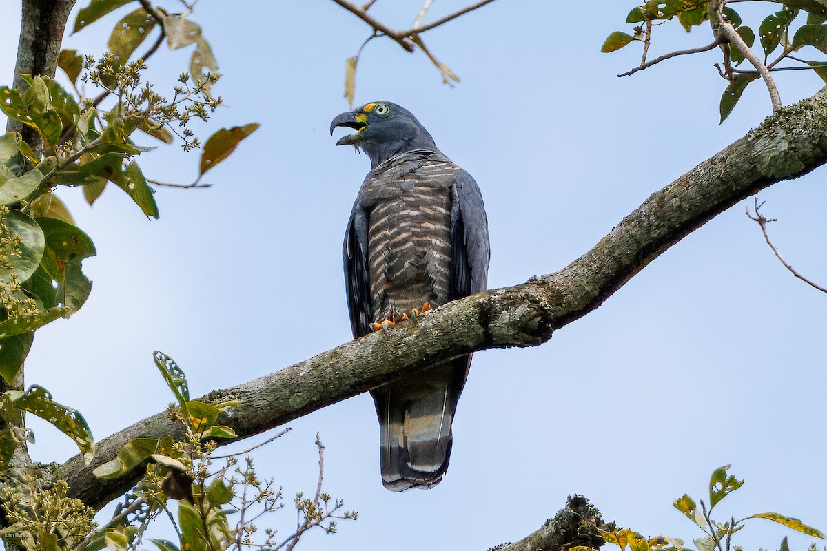 Hook-billed Kite - ML632537713