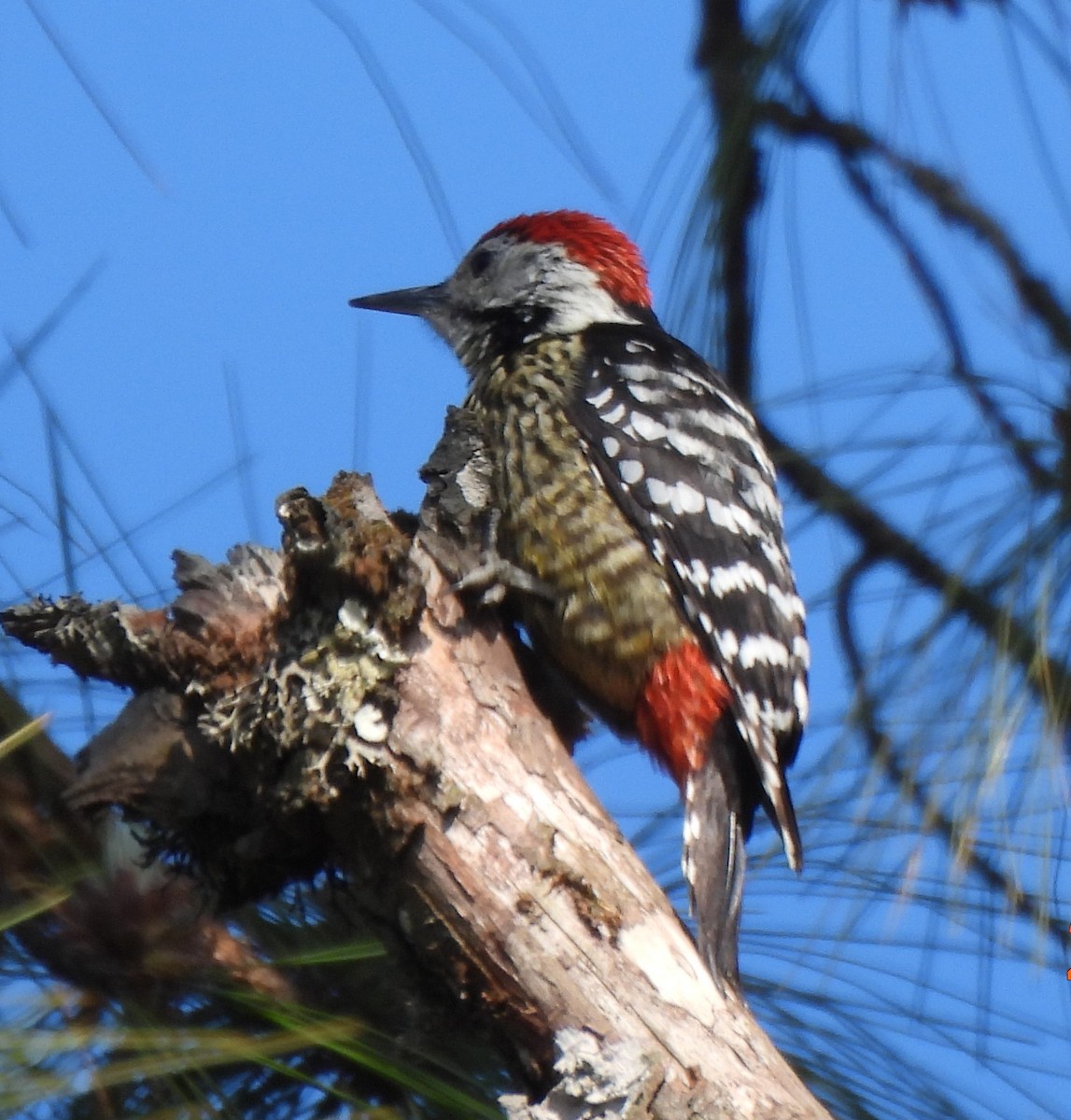 Stripe-breasted Woodpecker - ML632537740
