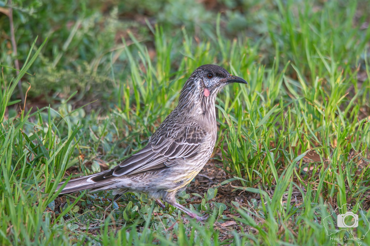 Red Wattlebird - ML632537748