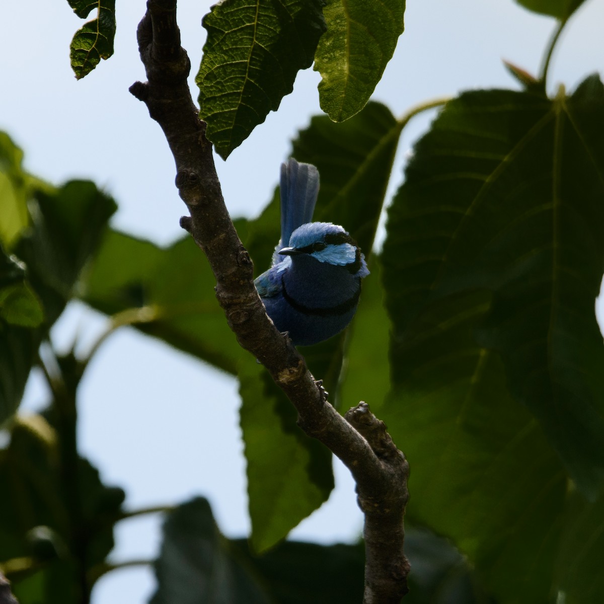 Splendid Fairywren - ML632537792