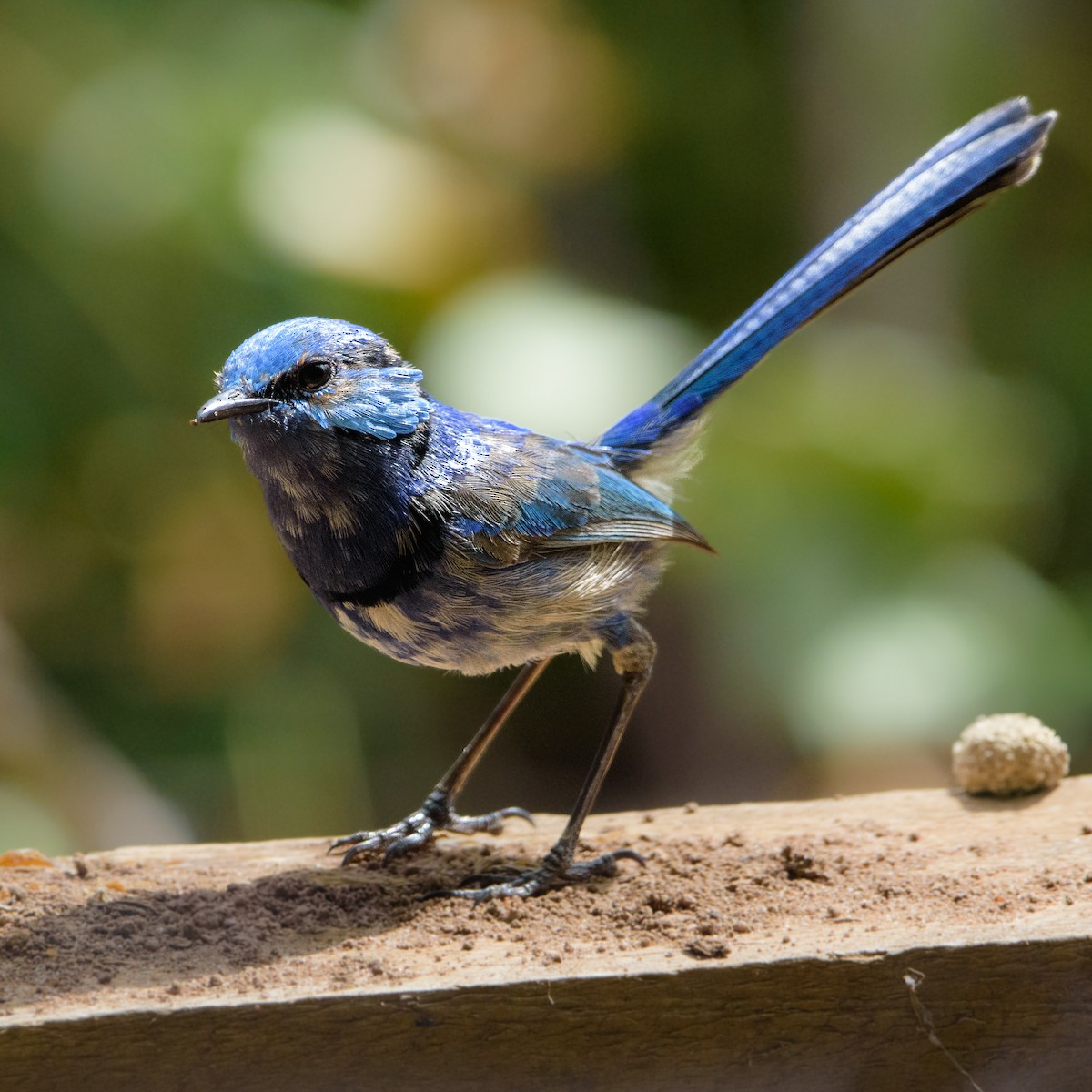 Splendid Fairywren - ML632537793