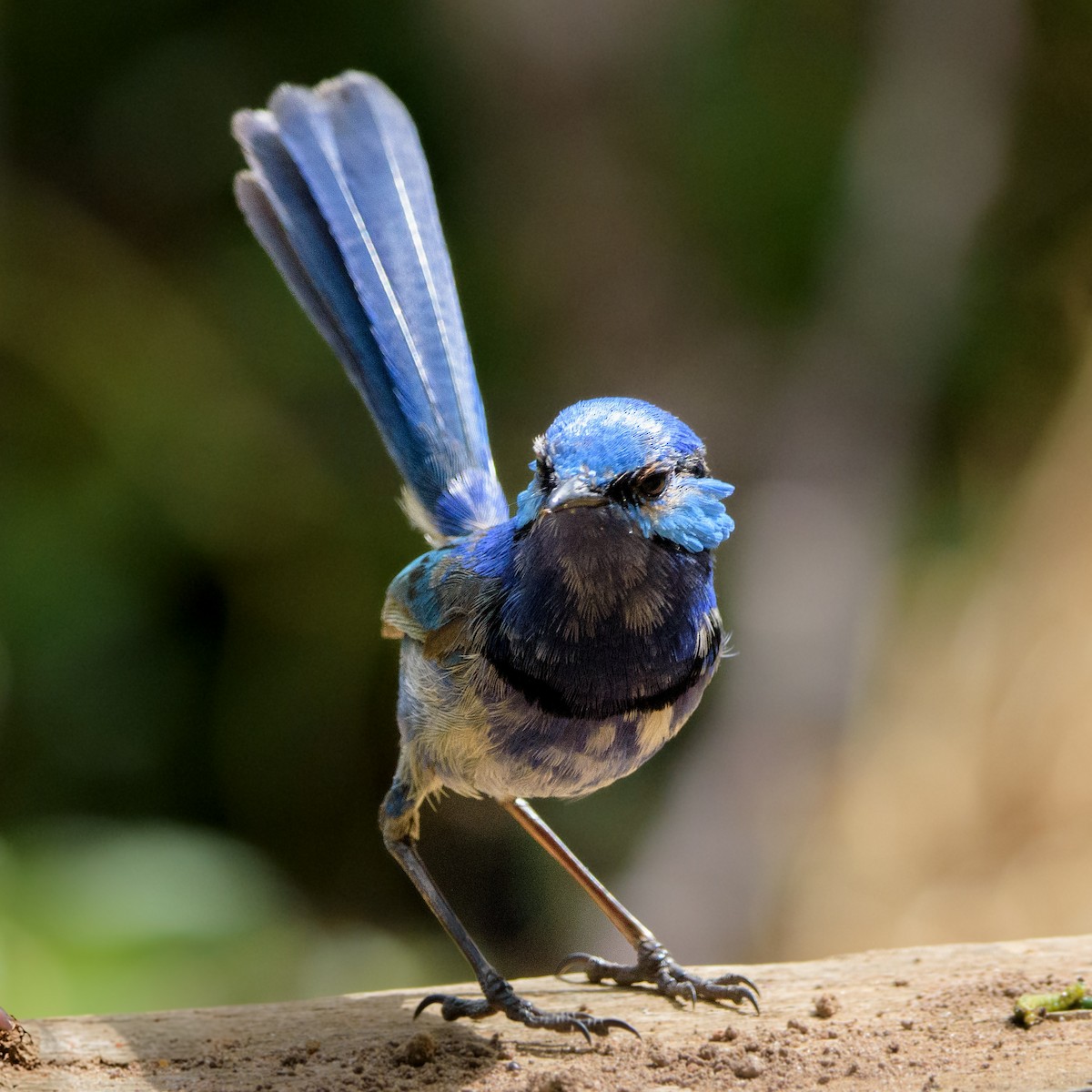Splendid Fairywren - ML632537794