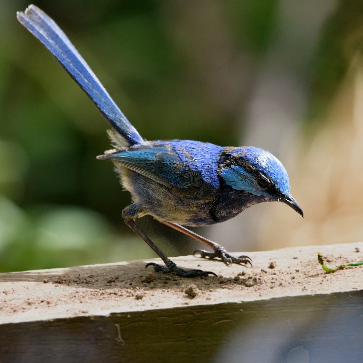 Splendid Fairywren - ML632537795