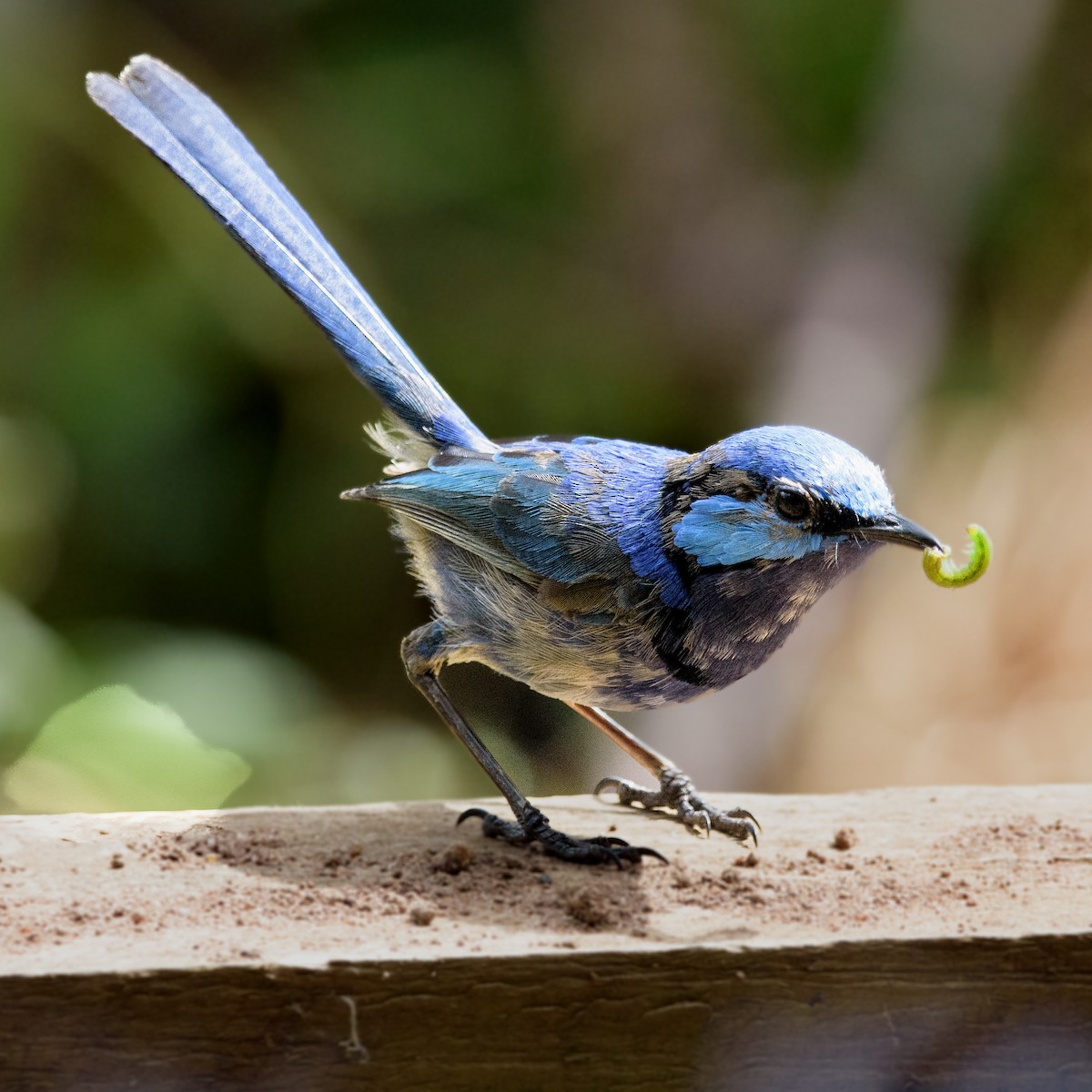 Splendid Fairywren - ML632537796