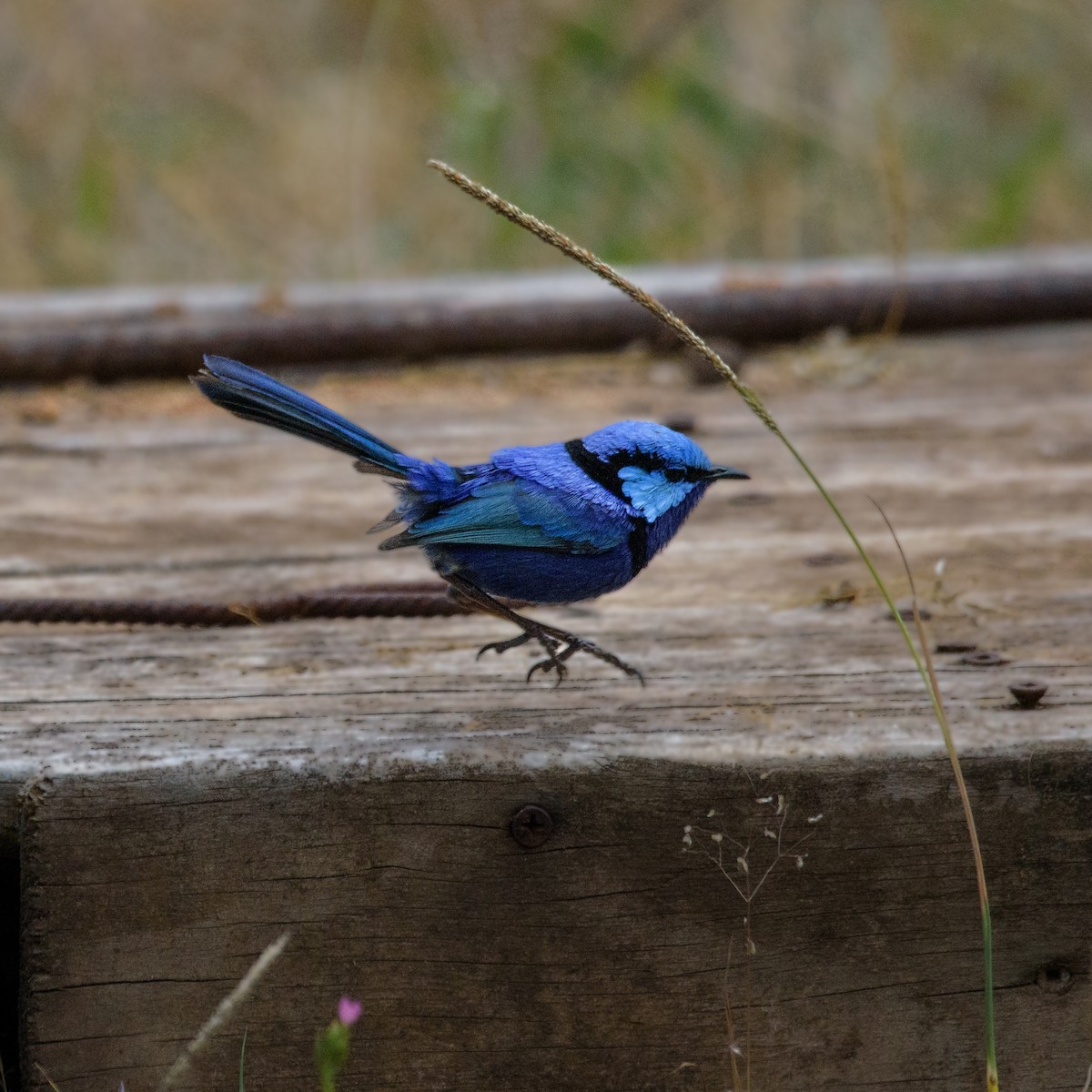 Splendid Fairywren - ML632537797