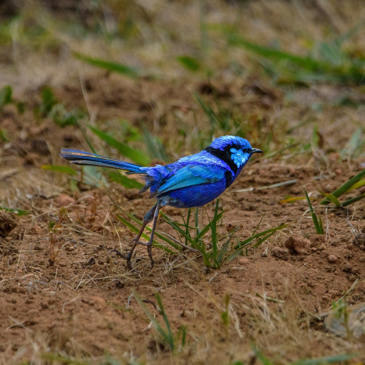 Splendid Fairywren - ML632537798