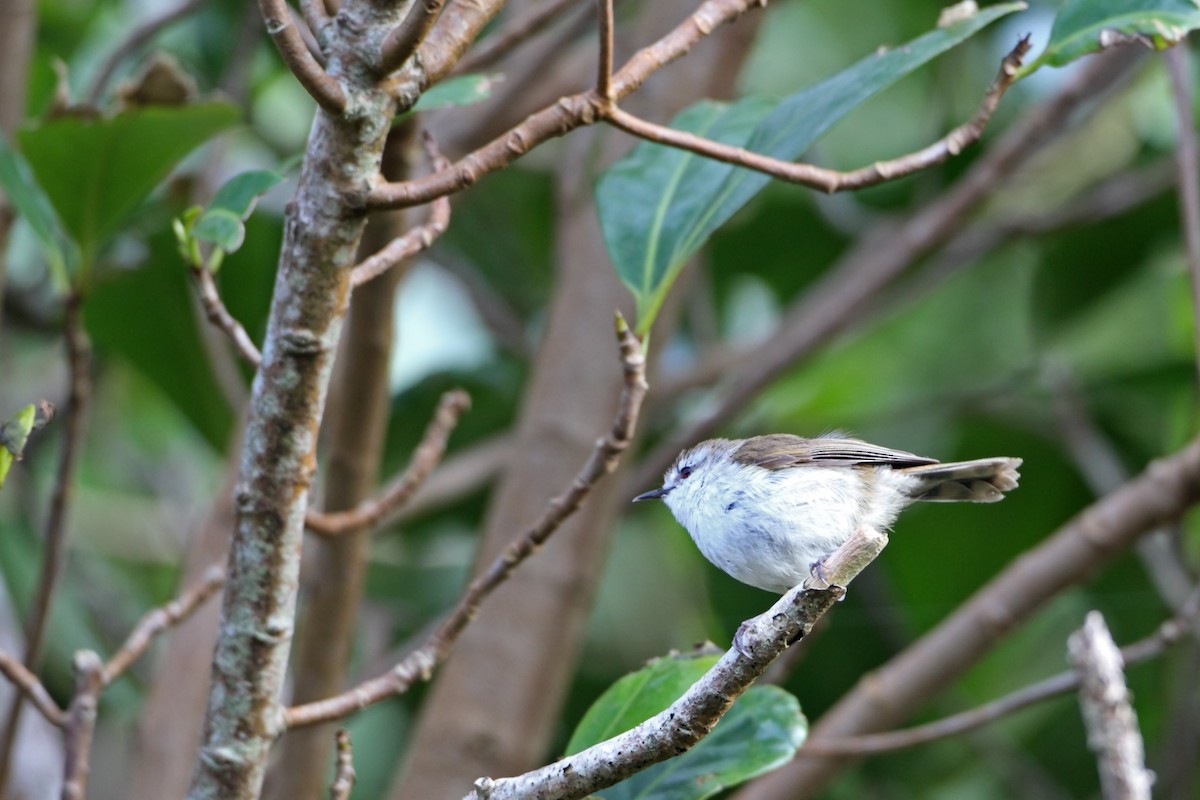 Chatham Islands Gerygone - ML632537893