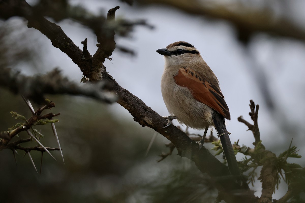 Brown-crowned Tchagra - ML632537909