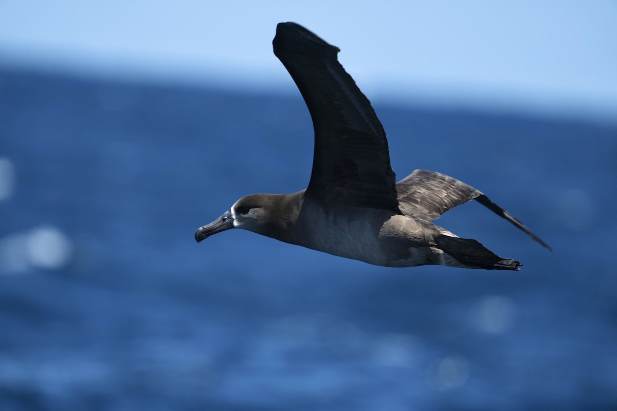 Black-footed Albatross - ML632537945