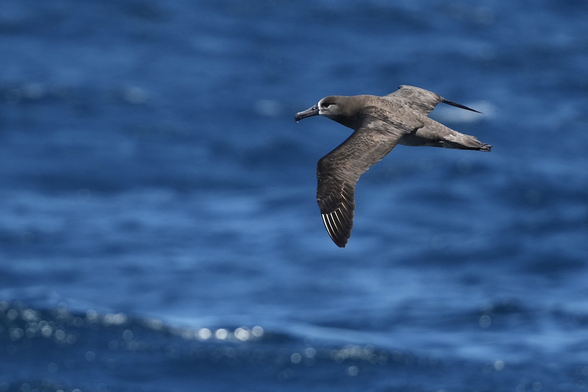 Black-footed Albatross - ML632537948