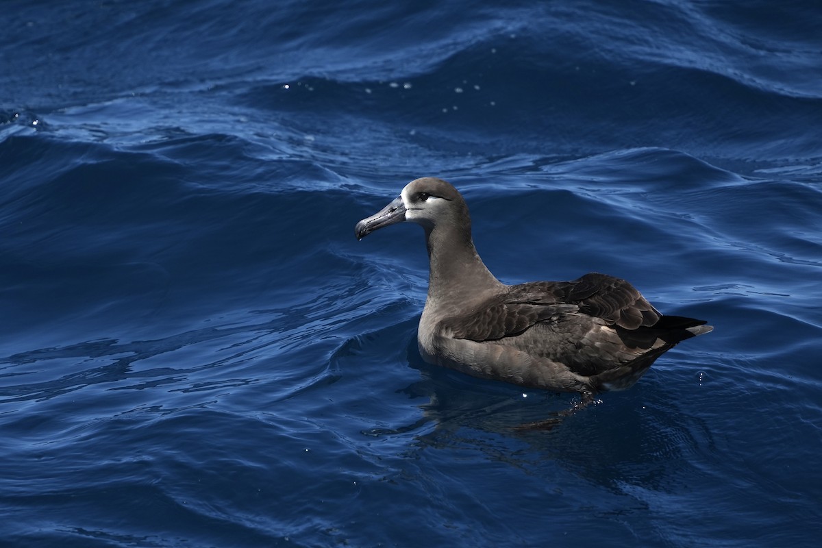 Black-footed Albatross - ML632537954