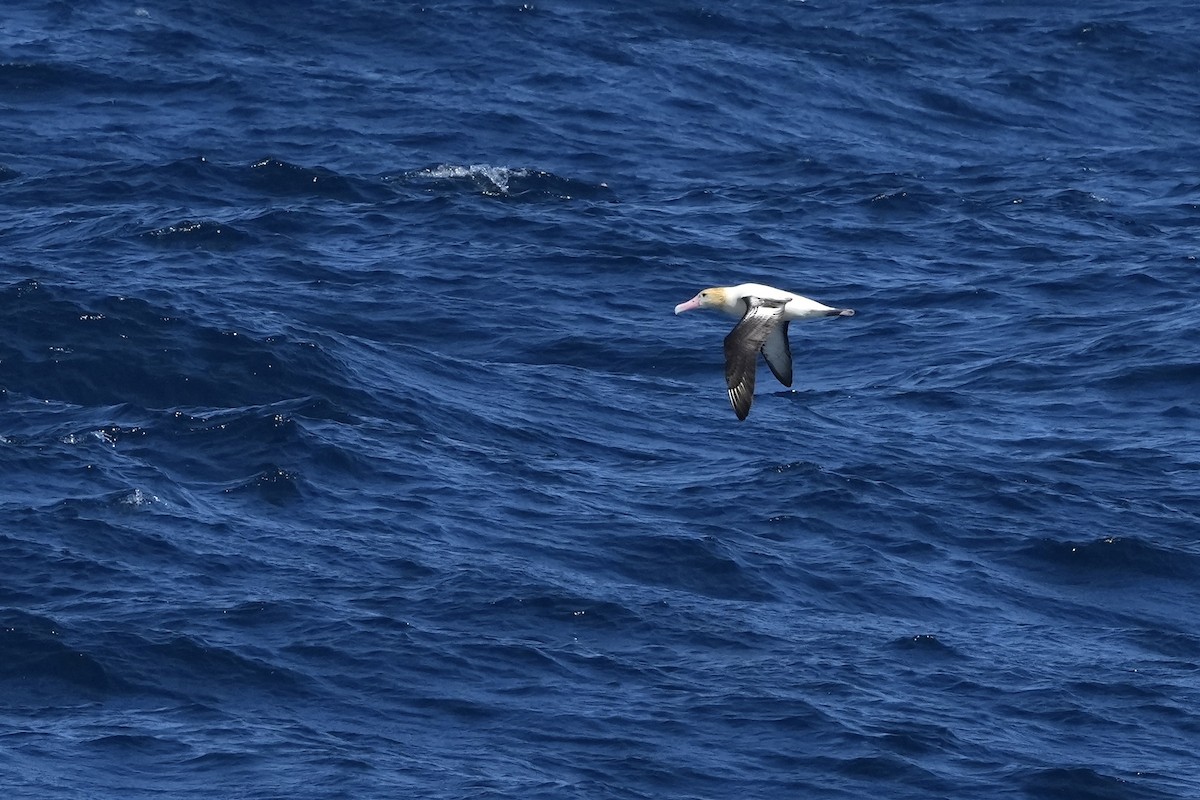Short-tailed Albatross - ML632537960