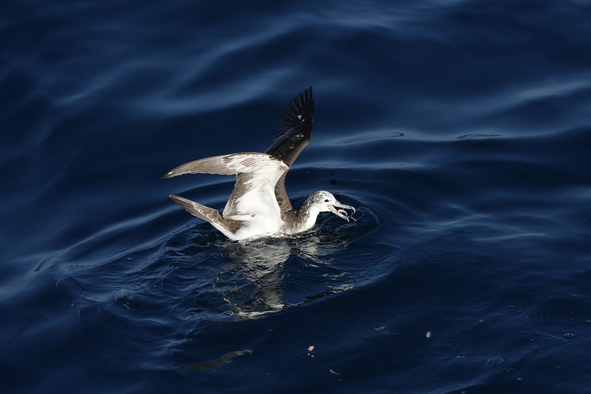 Streaked Shearwater - ML632537963