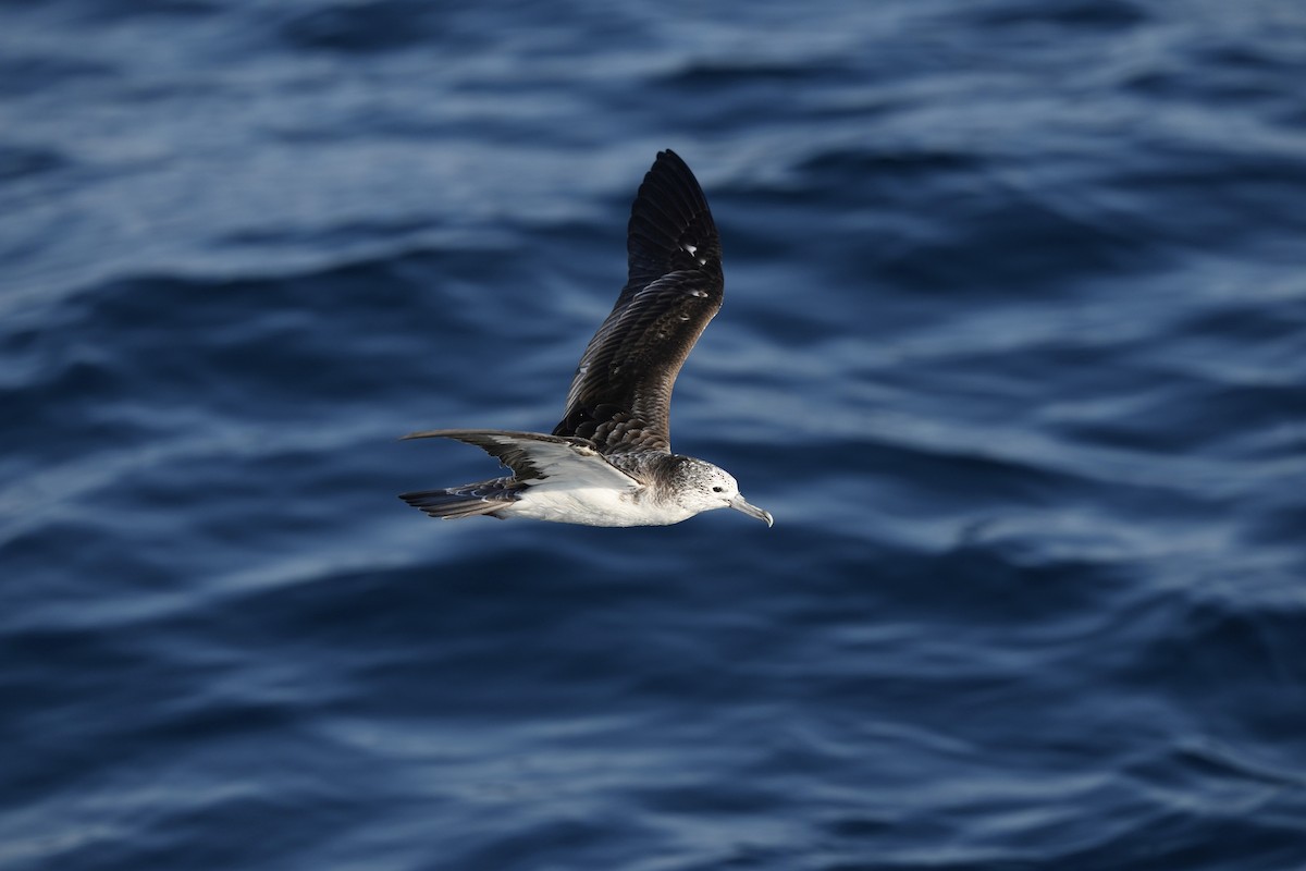 Streaked Shearwater - ML632537972