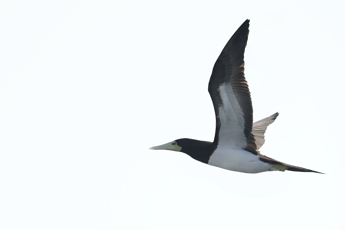 Brown Booby - ML632537989