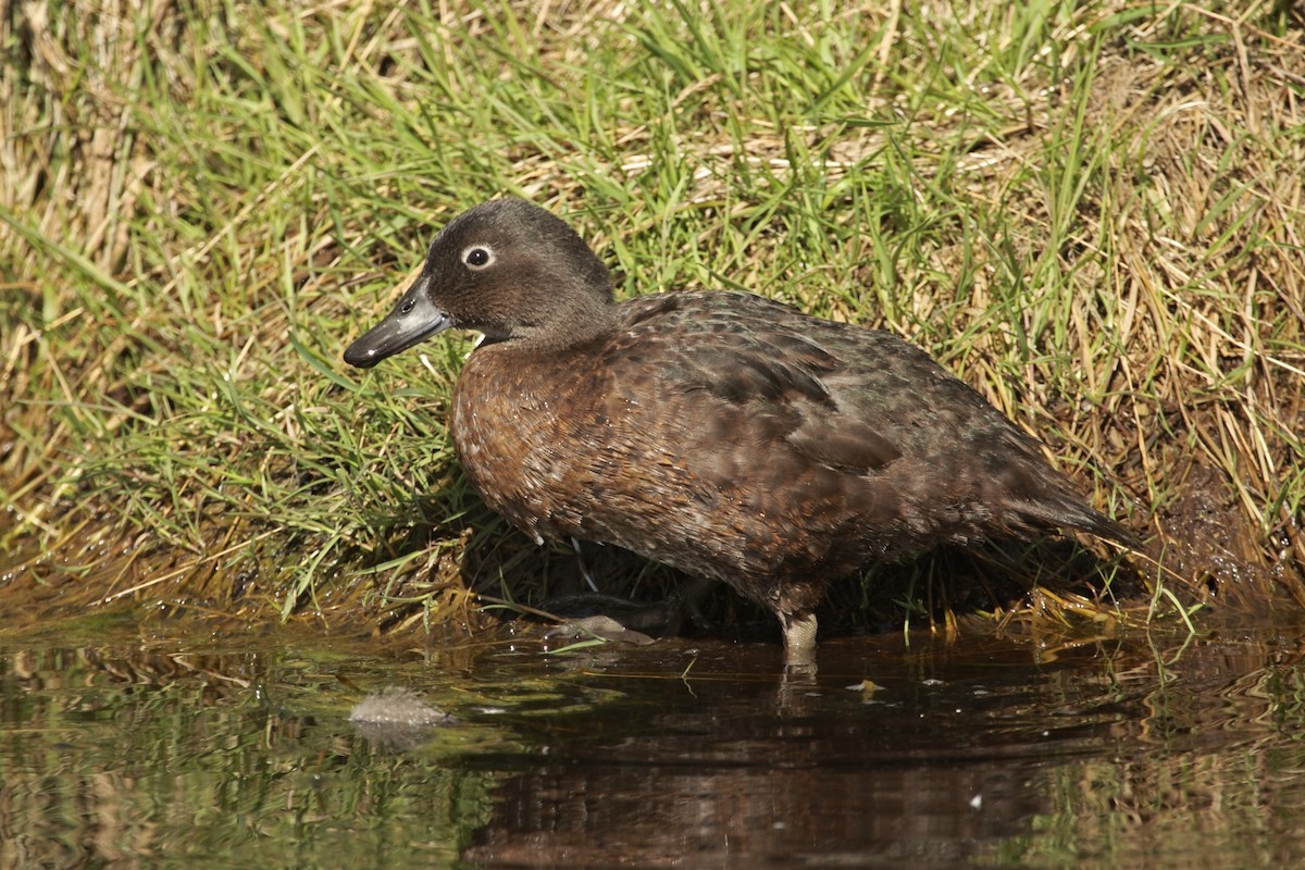 Auckland Islands Teal - ML632538037