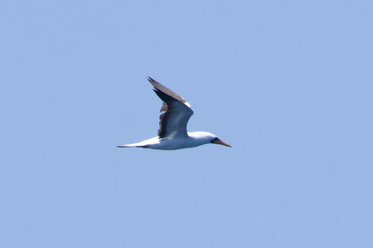 Nazca Booby - ML632538056