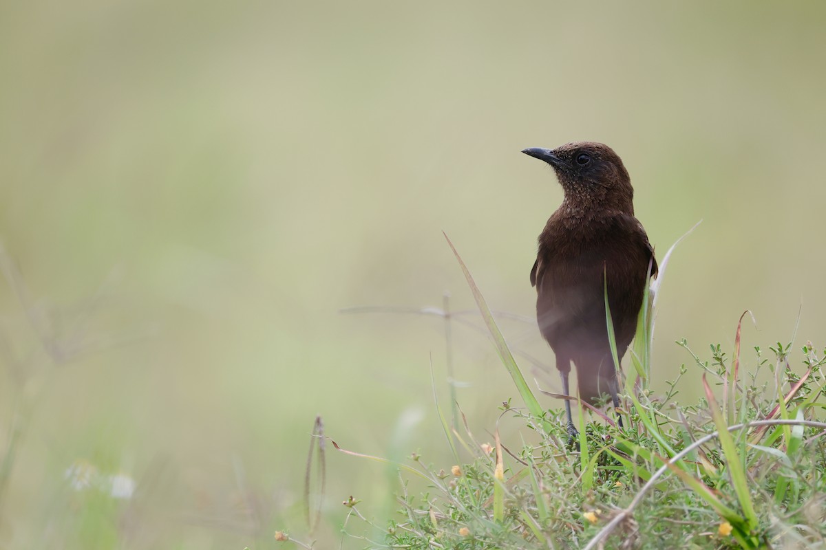 Northern Anteater-Chat - ML632538063