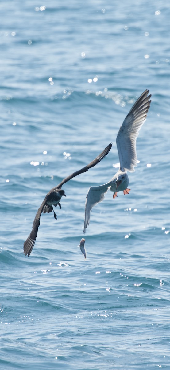 Pomarine Jaeger - ML632538081