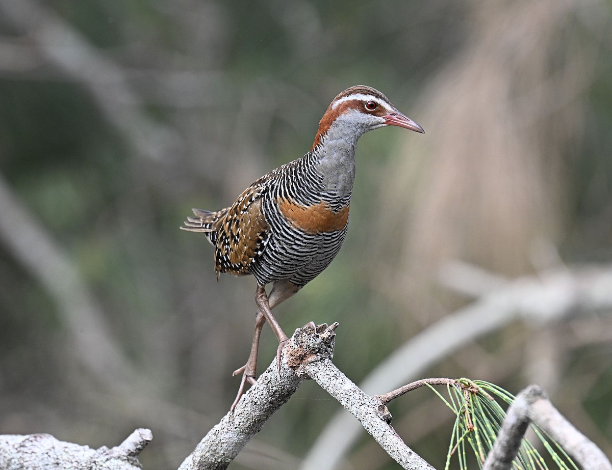 Buff-banded Rail - ML632538084