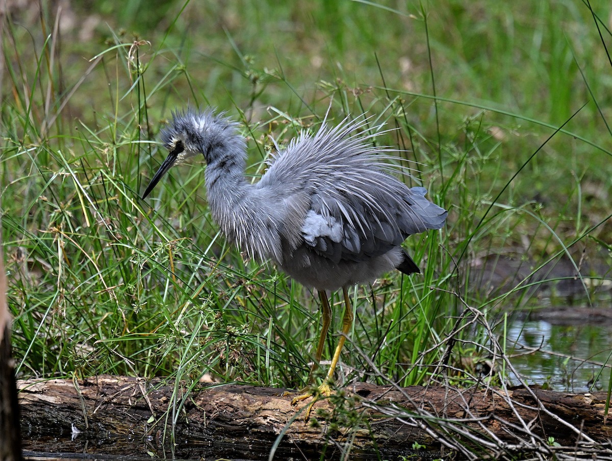 White-faced Heron - ML632538094