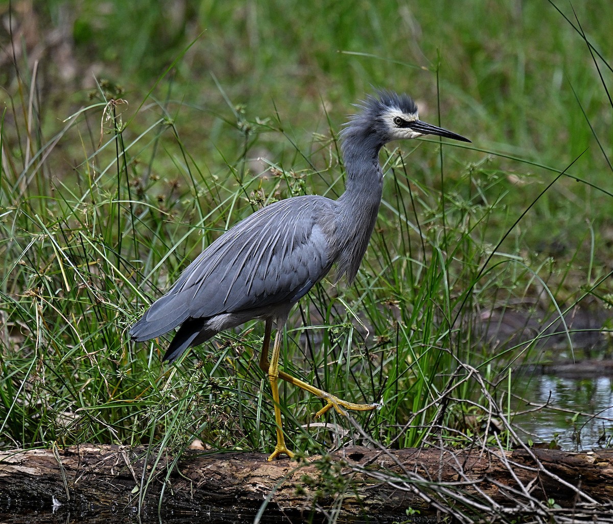 White-faced Heron - ML632538095
