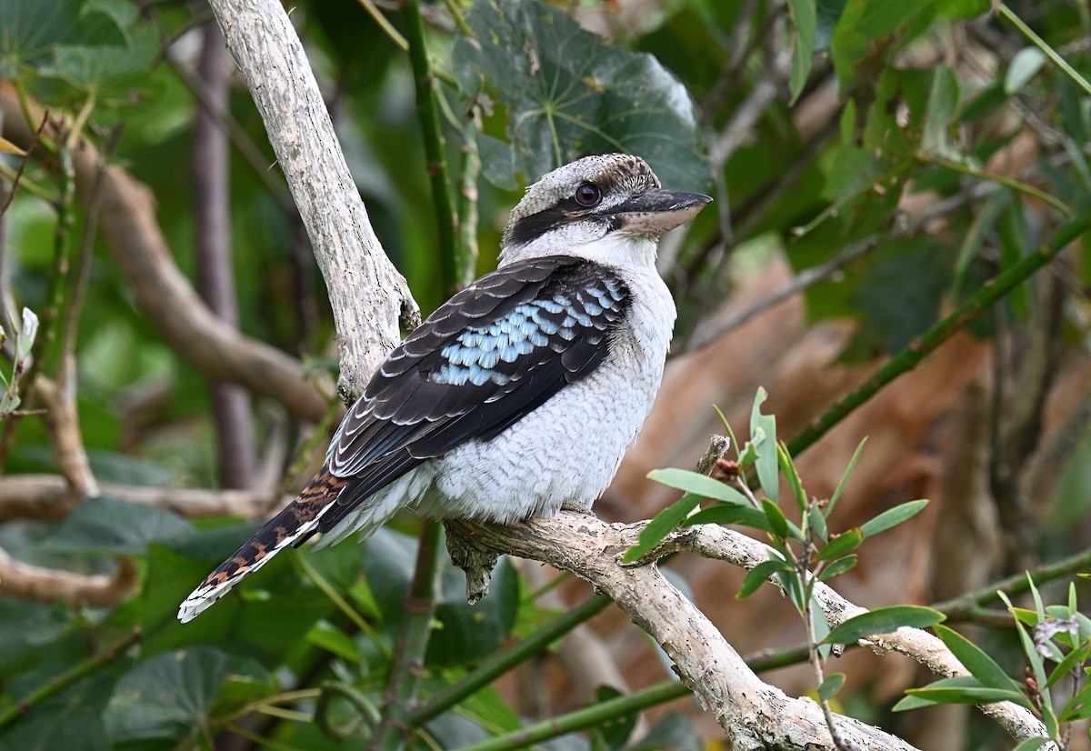 Laughing Kookaburra - ML632538106