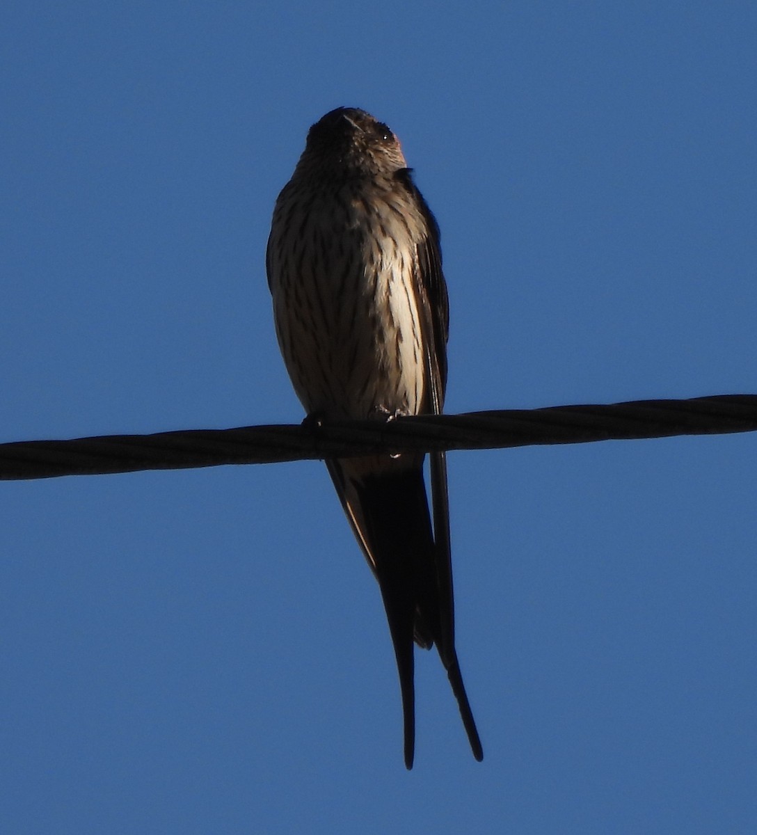 Eastern Red-rumped Swallow (Striated) - ML632538122