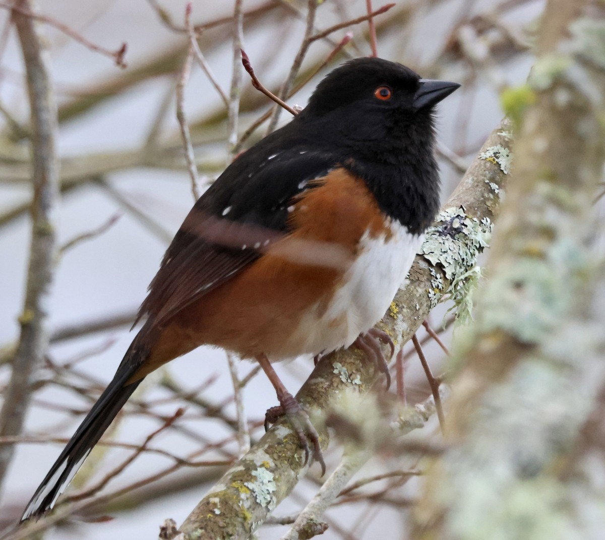 Spotted Towhee - ML632538123