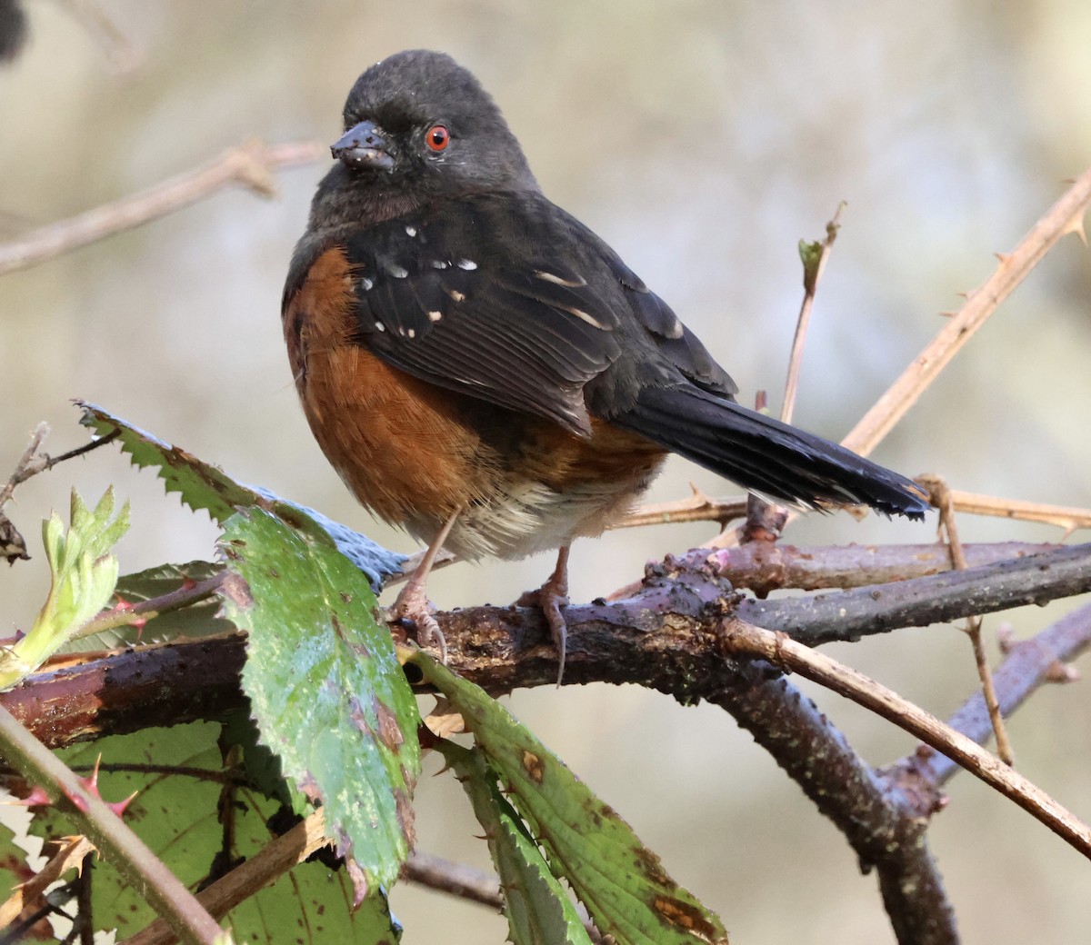 Spotted Towhee - ML632538124