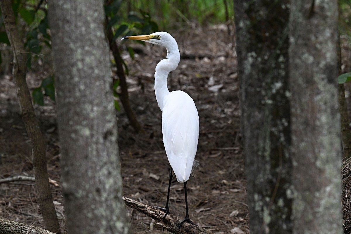 Great Egret - ML632538147