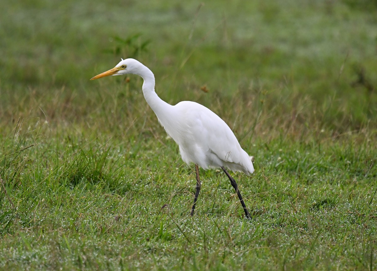Plumed Egret - ML632538158