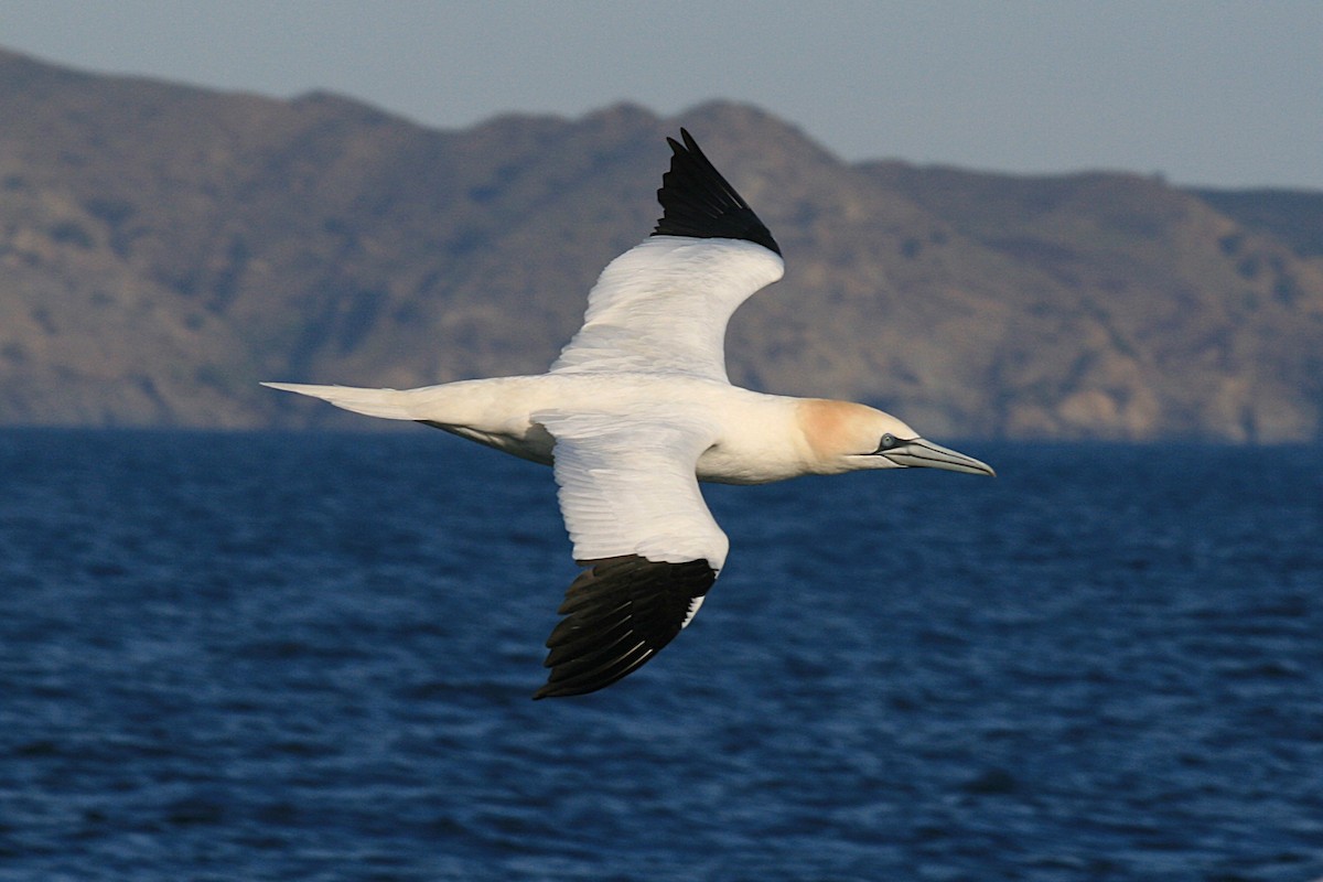 Northern Gannet - ML632538252