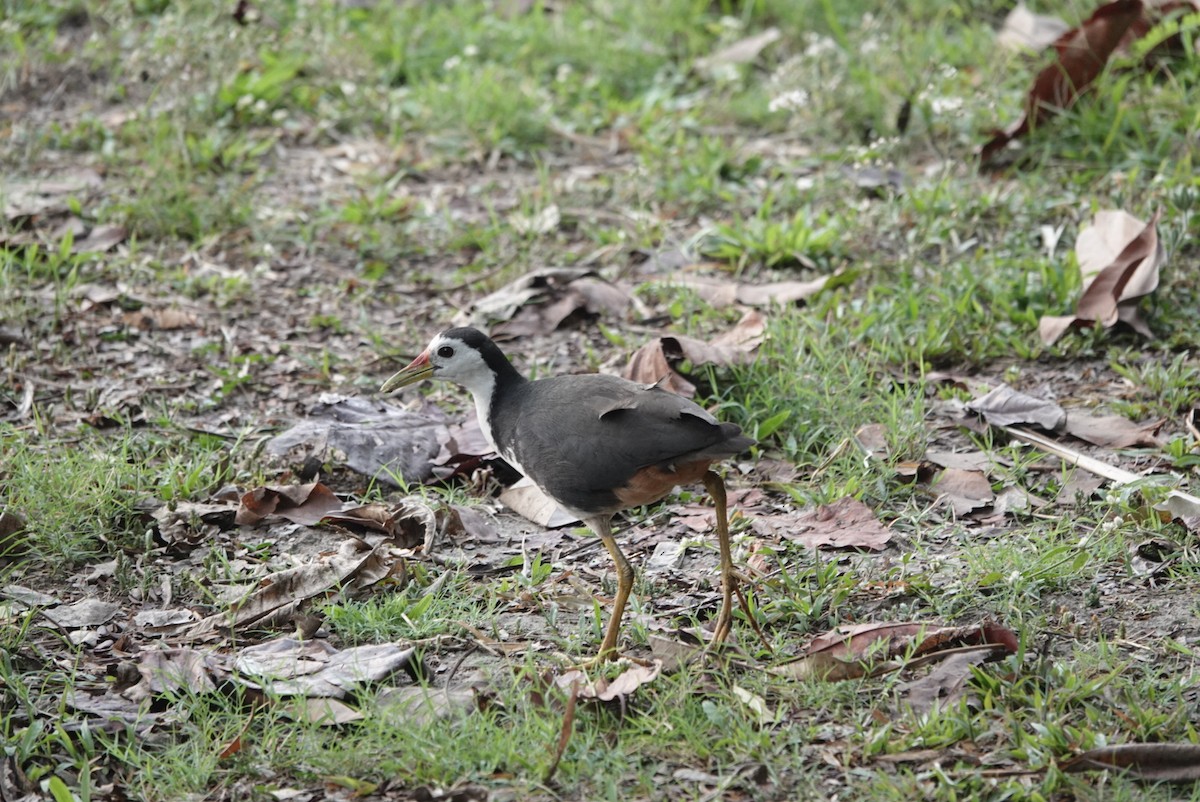 White-breasted Waterhen - ML632538261