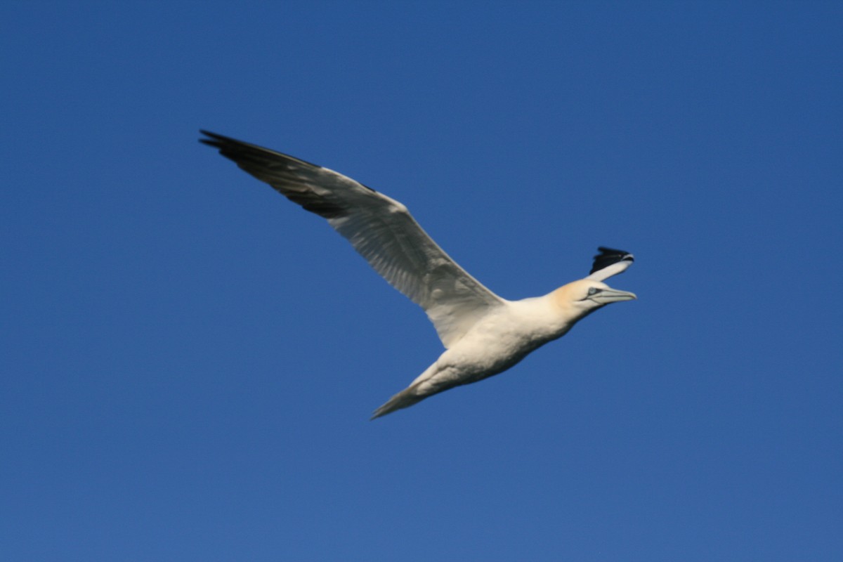 Northern Gannet - ML632538277