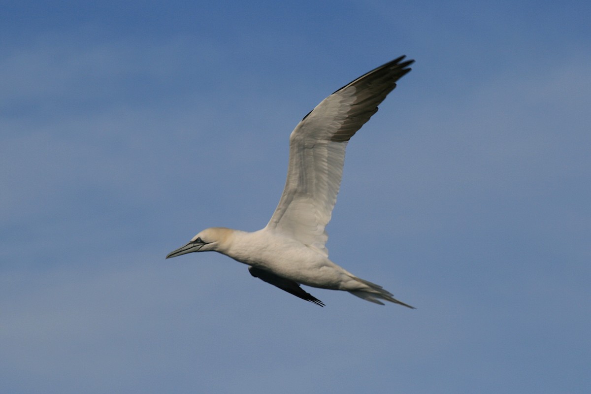 Northern Gannet - ML632538319