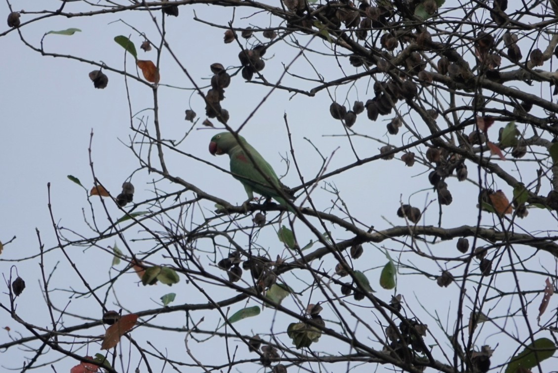 Alexandrine Parakeet - ML632538533
